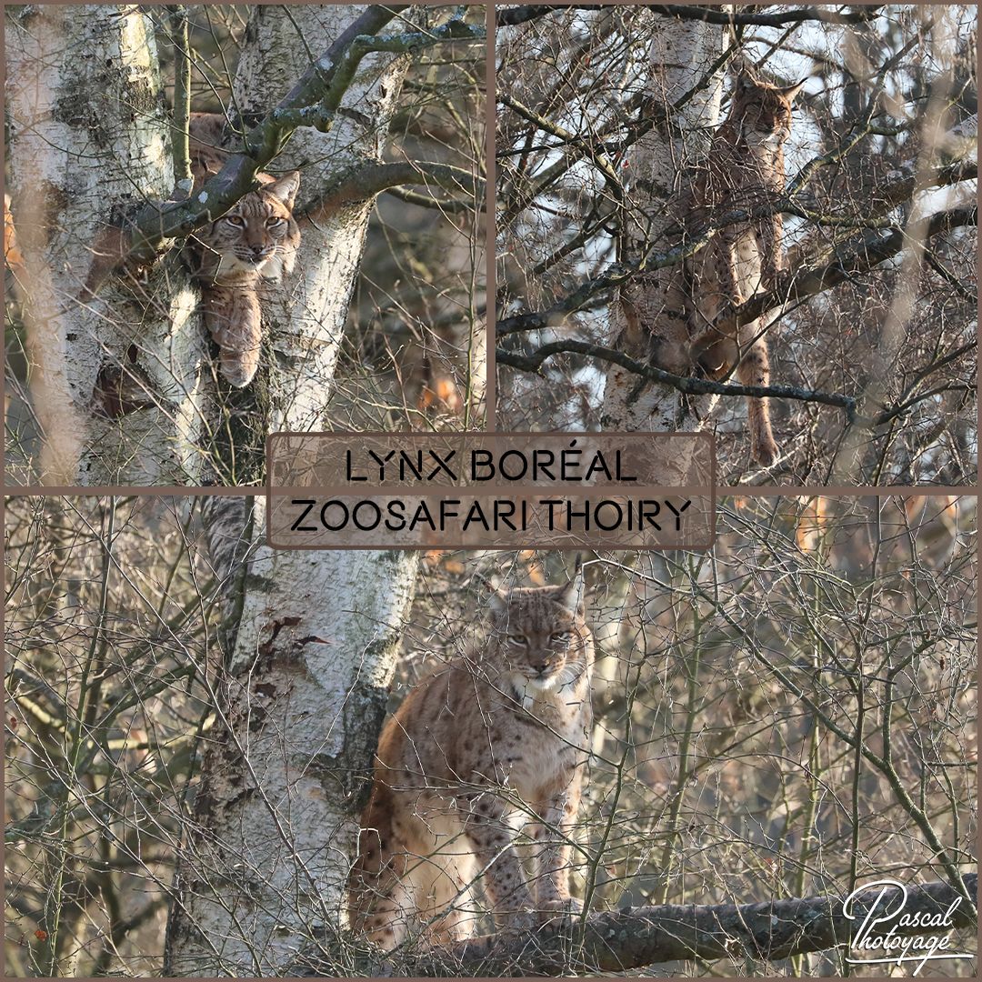 THOIRY - LYNX BOREAL 01 - LAYOUT 59 1080x1080.jpg